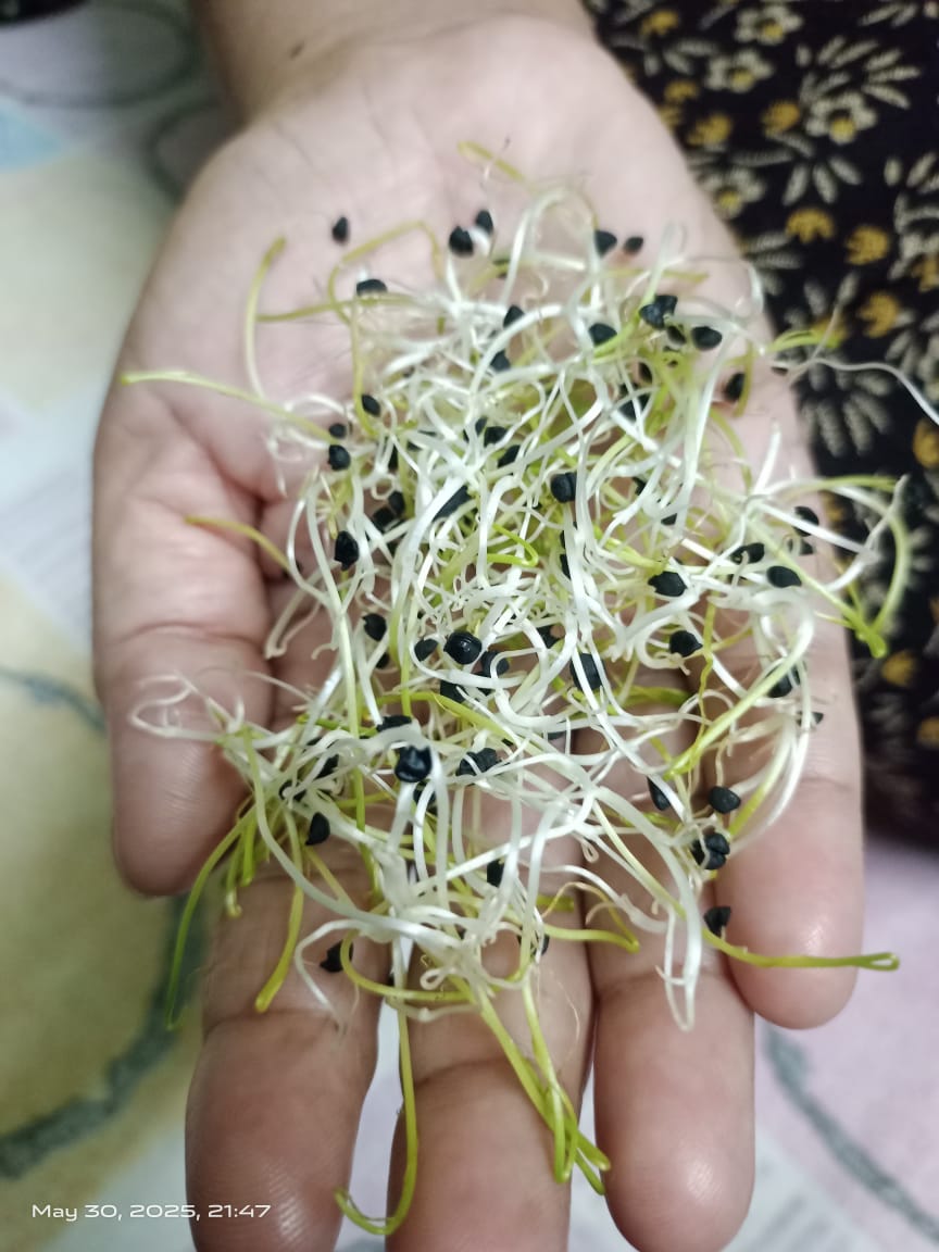 Seed Quality Testing